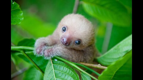 Baby Sloths - Cuteness Overload