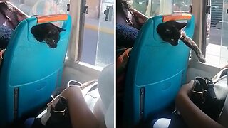 Cat On The Bus Adorably Plays With Passenger