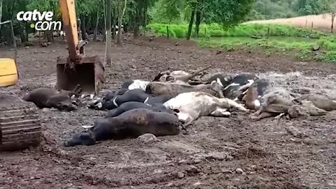 Descarga elétrica mata 19 vacas no Paraná