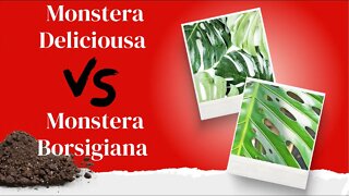 What is a Split Leaf Philodendron?! TMonstera Deliciousa vs. Monstera Bosigiana. The Tea ☕️