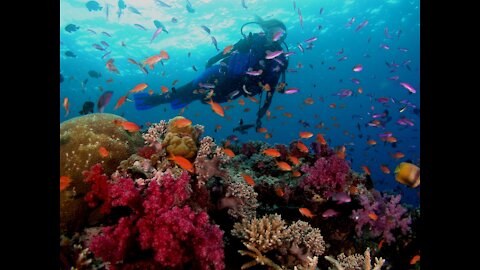 Diving in Cuba: Underwater Beauty Awaits
