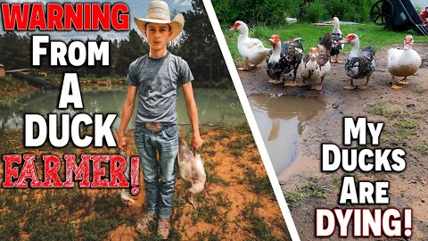 (WARNING!) From A Duck FARMER! | My Ducks Are DYING! ~ (WAR!) ON FOOD! (MEGA!) Food Shortage