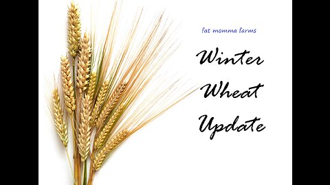 Winter Wheat Update