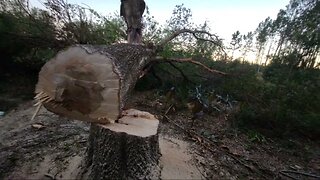 The tree is Cut Down