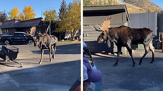 Gigantic Moose Casually Strolls Past Pedestrians