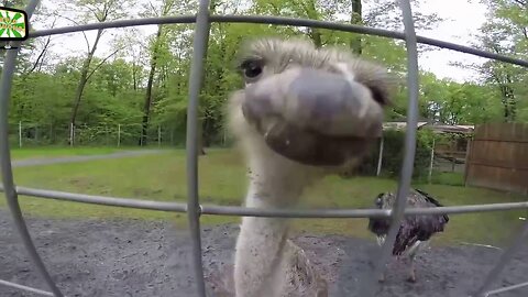 Animals attacks on humans in Zoo