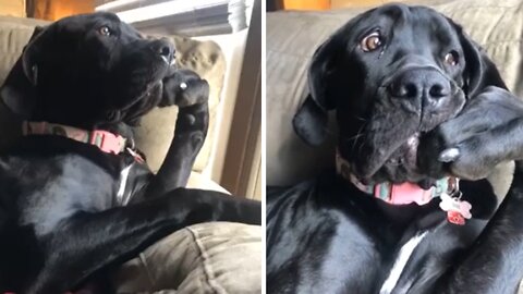 Hilarious doggy sits in a very distinguished manner