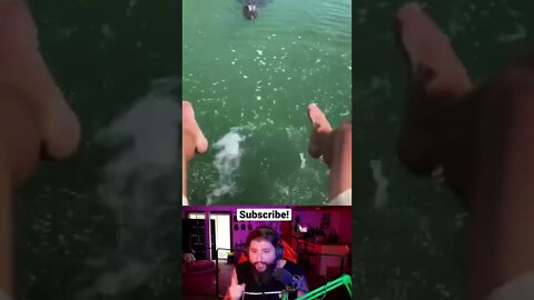 Florida Man taunts a gator