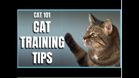 some tips and tricks on basic cat training (GREAT RESULTS)