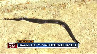 Toxic worm appearing in Tampa Bay neighborhoods