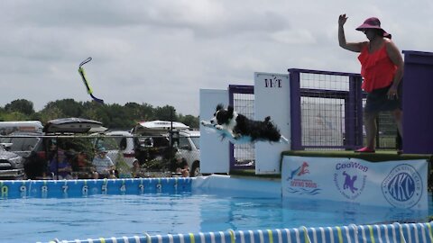 CoolWag Diving Dogs - 2021 Qualifier Splash #1 Aug 20-22