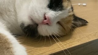 Cat snoring