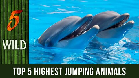 Top 5 Amazing Highest Jumping Animals | #5WILD