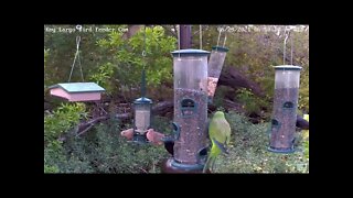 Quaker parrot bites grackles tail!