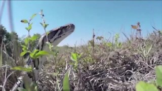 Invasive species costing the state of Florida millions of dollars