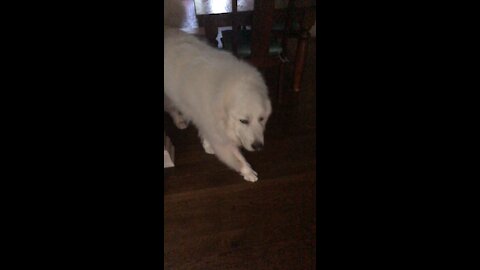 Great Pyrenees wants to play