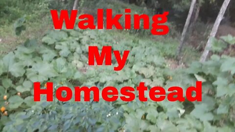 Appalachian Mountain Homestead. 5 Months on the Mountain land walk