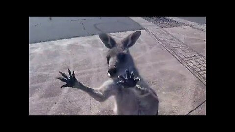 Kangaroo Gang Attacks Skydiver
