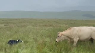 Courageous dog really wants to play with enormous cow