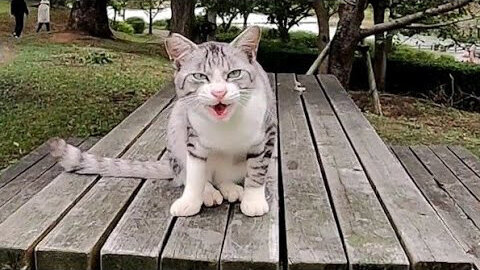 Stray cat waiting for someone to come on the picnic table