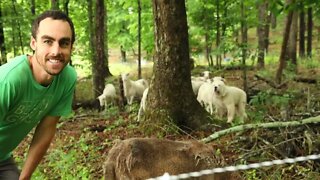 Training Livestock Guardian Dog | Animals & Electric