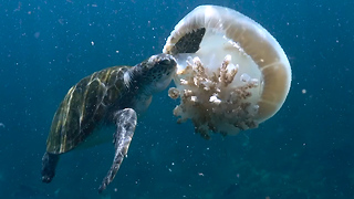Green Turtles Feast On Jellyfish: SNAPPED IN THE WILD