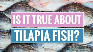 Why You Should Avoid Eating Tilapia!