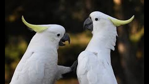 List of some common parrots with picture, colour and types