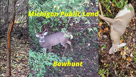 Bowhunting Success On Michigan PUBLIC LAND - It Wasn't Just A Brief Moment, It Was An All Day Event