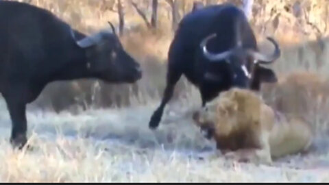 When a male lion is attacked by a bull