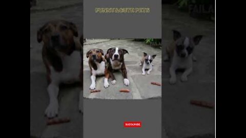 How to train ur dogs Funny Cute Dogs compilation
