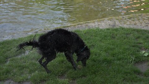 dog water outdoor slow nature videos