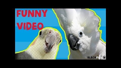 Try Not To Laugh Challenge - BEST FUNNY PARROTS COMPILATION!