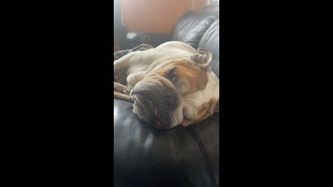 Bulldog chillin