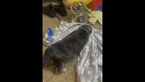 DOG WRESTLES BLANKET AS CAT WATCHES