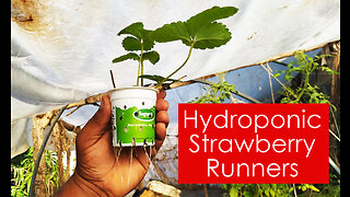 Rooting Strawberry Runners For Hydroponics