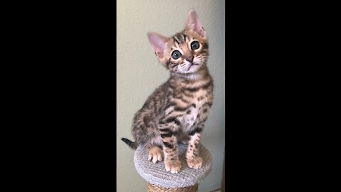 Bean Bengal cat at 8 weeks