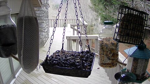 Live Bird Feeder in Asheville NC. In the mountains. Aug. 13 2021