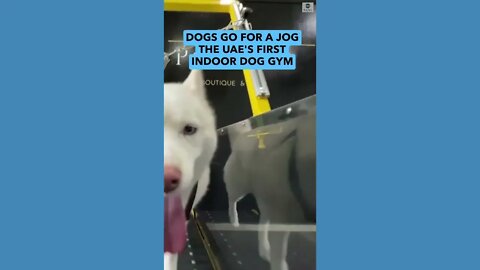 Dogs exercise at indoor gym for pets