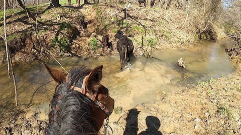 Gathering strays and riding bucking broncs!