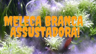 🔴 Alga Branca ou Fungo Branco nas Plantas, Substrato, Tronco e Outros Objetos - Como Tratar