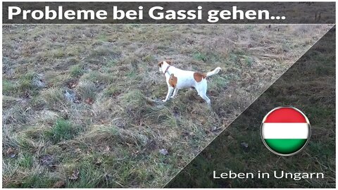 Probleme bei Gassi gehen mit Hund - Leben in Ungarn