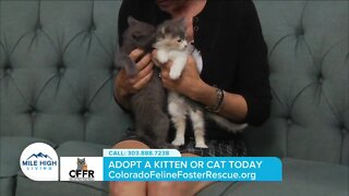 Adopt a Kitten Today! // Colorado Feline Foster Rescue