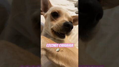 Coconut Chihuahua 🥥🐕 #funnychihuahua #funnyshortvideos #chihuahuababy #chihuahuadog #chihuahualove