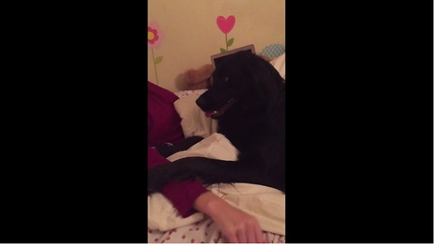 A Dog Refuses To Get Off The Bed In The Funniest Way Possible. You Won't Want To Miss This.