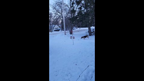 Jordan's snow zoomies