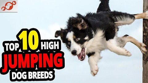 🐕 High Jumping Dogs - TOP 10 Dog Breeds That Can Jump The Highest In The World!