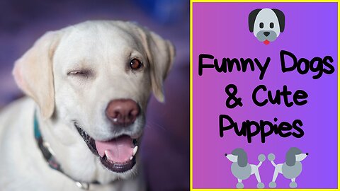 Funny Dogs & Cute Puppies 🐶