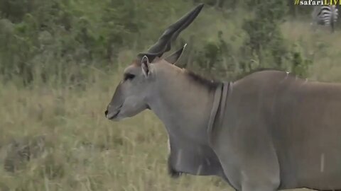 Sept 09, 2017 Sunrise- Tayla is with the largest Antelope in the World- The ELAND