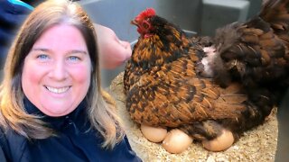 Broody Hens | Spring 2022 | Chicken Update